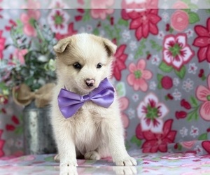 Pomsky Puppy for sale in LANCASTER, PA, USA