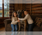 Small Photo #1 Presa Canario Puppy For Sale in ANSON, ME, USA