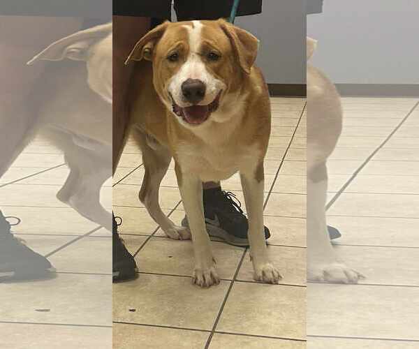 Medium Photo #1 Coonhound Puppy For Sale in Cherry Hill, NJ, USA