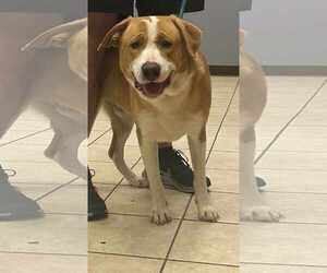 Coonhound Dogs for adoption in Cherry Hill, NJ, USA