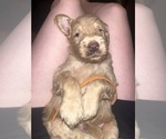 Puppy Orange Labradoodle-Poodle (Standard) Mix