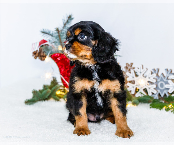 Medium Photo #9 Cavalier King Charles Spaniel Puppy For Sale in WAKARUSA, IN, USA