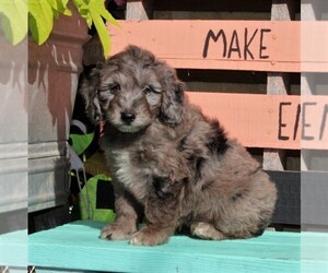 Aussiedoodle Miniature  Puppy for sale in HOLTWOOD, PA, USA