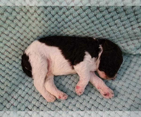 Medium Photo #25 Poodle (Standard) Puppy For Sale in CLAYTON, WA, USA
