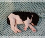 Small Photo #25 Poodle (Standard) Puppy For Sale in CLAYTON, WA, USA