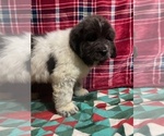 Small #13 Newfoundland