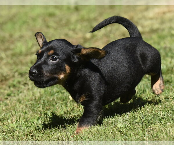 Medium Photo #8 Dachsador Puppy For Sale in Mechanicsburg, PA, USA