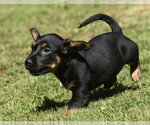 Small #7 Dachsador