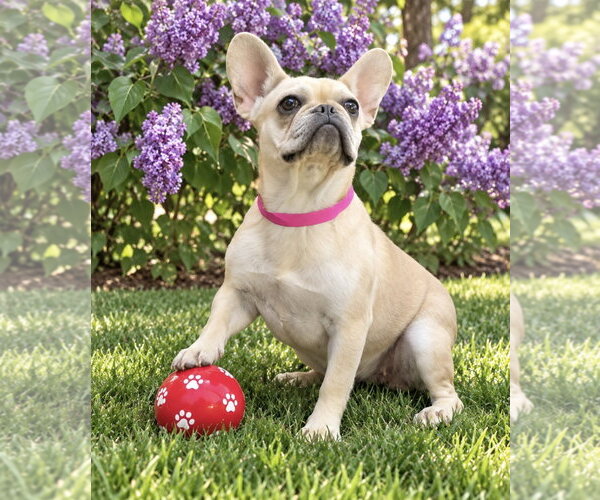 Medium Photo #1 French Bulldog Puppy For Sale in Bon Carbo, CO, USA