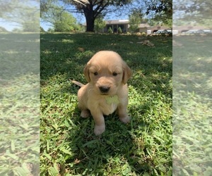 Golden Retriever Puppy for sale in TRENTON, GA, USA