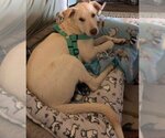 Small Photo #1 Labrador Retriever Puppy For Sale in Scottsboro, AL, USA