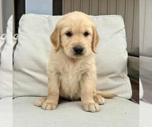 Golden Retriever Puppy for sale in FORDLAND, MO, USA