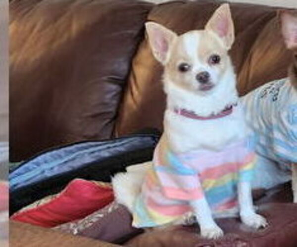 Medium Photo #1 Chihuahua Puppy For Sale in LAS VEGAS, NV, USA