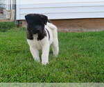 Small Photo #5 Akita Puppy For Sale in MOUNT SOLON, VA, USA