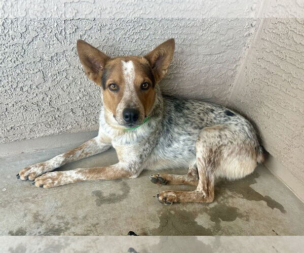 Medium Photo #3 Mutt Puppy For Sale in Chandler, AZ, USA