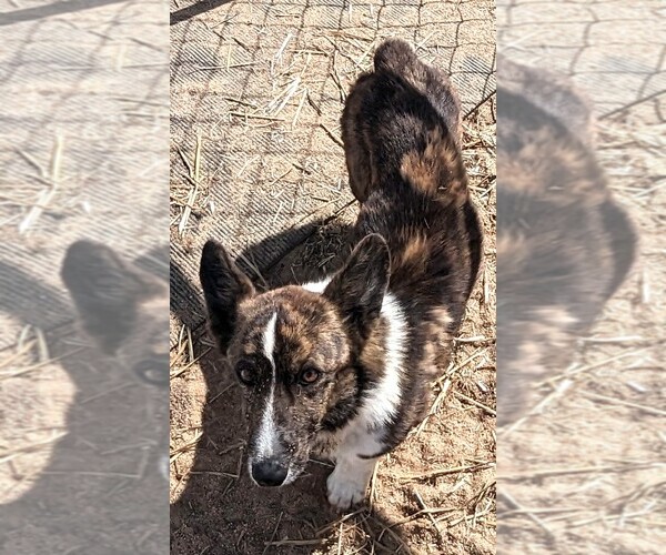 Medium Photo #1 Cardigan Welsh Corgi-Pembroke Welsh Corgi Mix Puppy For Sale in KEENESBURG, CO, USA