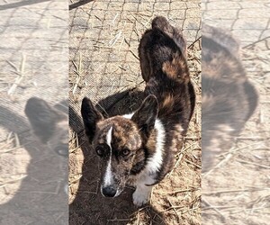 Father of the Cardigan Welsh Corgi-Pembroke Welsh Corgi Mix puppies born on 11/02/2025