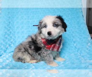 Aussie-Poo Puppy for sale in SHILOH, OH, USA
