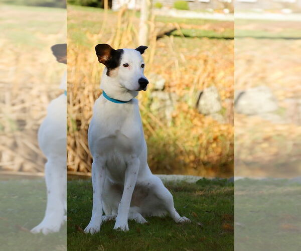 Medium Photo #9 Mutt Puppy For Sale in Oak Bluffs, MA, USA