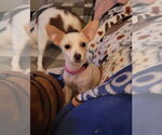 Small #1 Chihuahua Mix