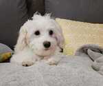 Small Photo #2 Maltese Puppy For Sale in MOORESVILLE, NC, USA