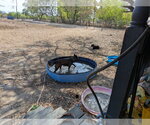 Small #1 Mutt
