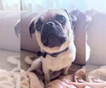 Small Pug