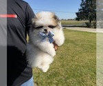 Small Photo #2 Pomeranian Puppy For Sale in STOCKTON, CA, USA