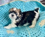 Small Photo #3 Shih Tzu Puppy For Sale in CHARLOTTE, NC, USA