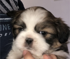 Shih Tzu Puppy for sale in PAYSON, AZ, USA