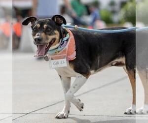 Dottie Q - Female Mutt Dog for Adoption - Photo #3