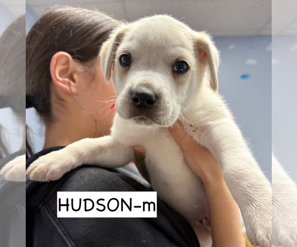 Medium Photo #1 Anatolian Shepherd Puppy For Sale in GILBERTS, IL, USA