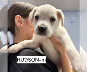 Anatolian Shepherd Dogs for adoption in GILBERTS, IL, USA