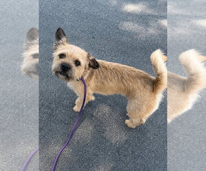 Nico - Male Border Terrier-Unknown Mix Dog for Adoption - Photo #2