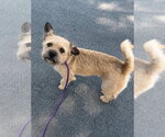Small #1 Border Terrier Mix