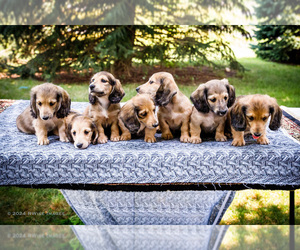 Dachshund Litter for sale in WAKARUSA, IN, USA