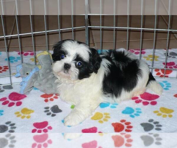Medium Photo #5 Shih Tzu Puppy For Sale in ORO VALLEY, AZ, USA