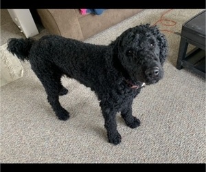 Poodle (Standard) Puppy for sale in MEXICO, MO, USA