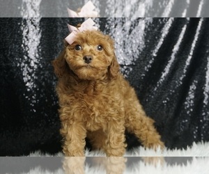 Cavapoo Puppy for sale in WARSAW, IN, USA