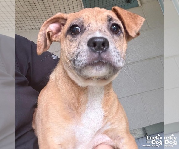 Medium Photo #2 Labrador Retriever-Unknown Mix Puppy For Sale in Washington, DC, USA