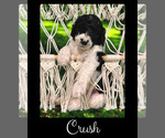 Small #4 Bernedoodle