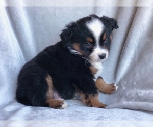 Miniature Australian Shepherd Puppy for sale in OXFORD, CT, USA