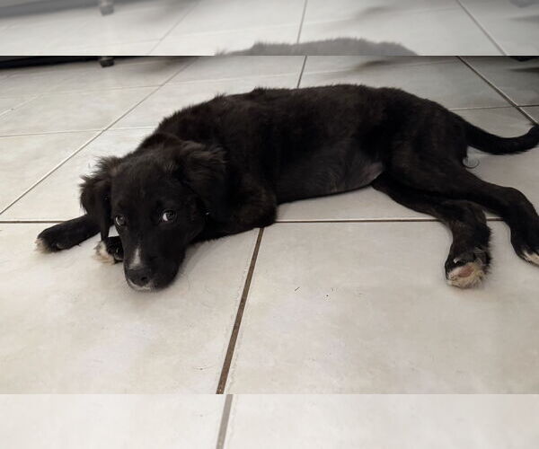 Medium Photo #3 Borador Puppy For Sale in Royal Palm Beach, FL, USA