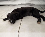 Small #2 Borador