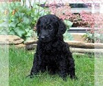 Small Photo #4 Labradoodle-Poodle (Standard) Mix Puppy For Sale in NEW PROVIDENCE, PA, USA