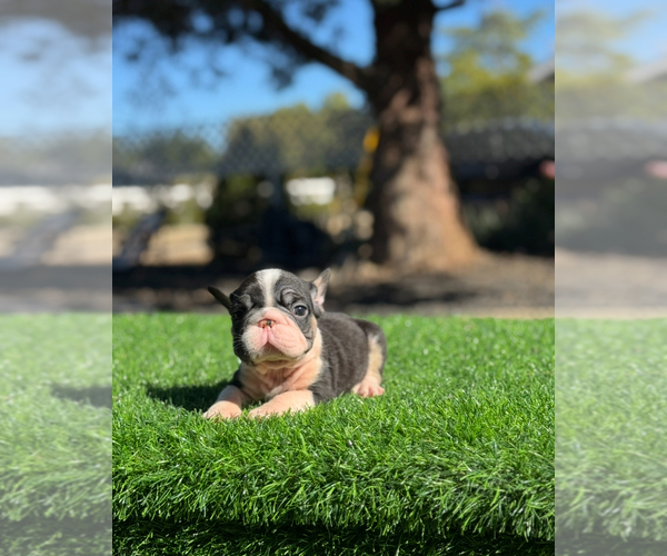 Medium Photo #3 French Bulldog Puppy For Sale in SAINT LOUIS, MO, USA