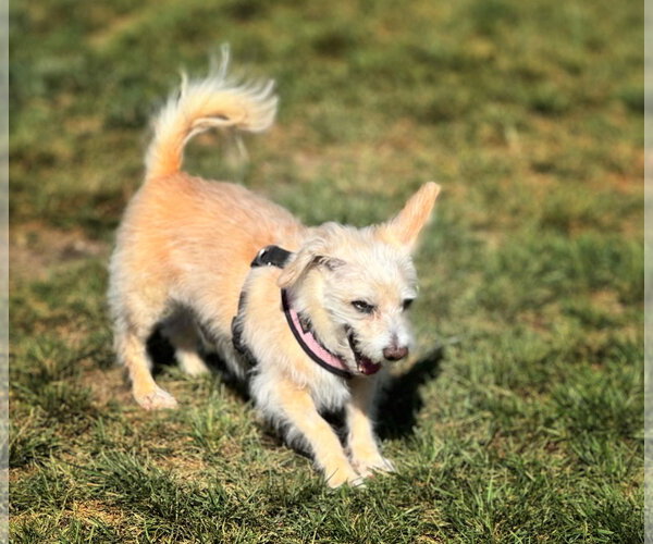 Medium Photo #2 Havanese-Unknown Mix Puppy For Sale in Pittsburg, CA, USA