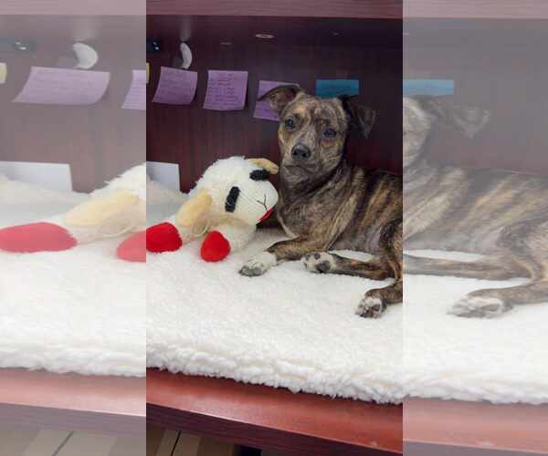 Medium Photo #2 Chiweenie Puppy For Sale in pomfret, CT, USA