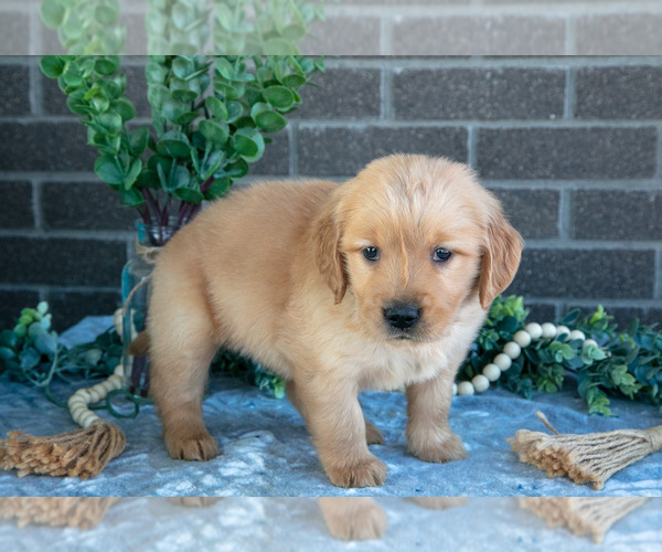 Medium Photo #3 Golden Retriever Puppy For Sale in MILLERSBURG, OH, USA