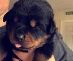 Small Photo #13 Rottweiler Puppy For Sale in NIPOMO, CA, USA